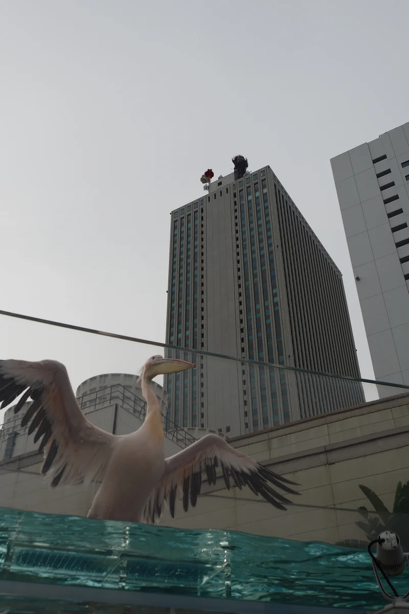 投稿写真：ペリカン