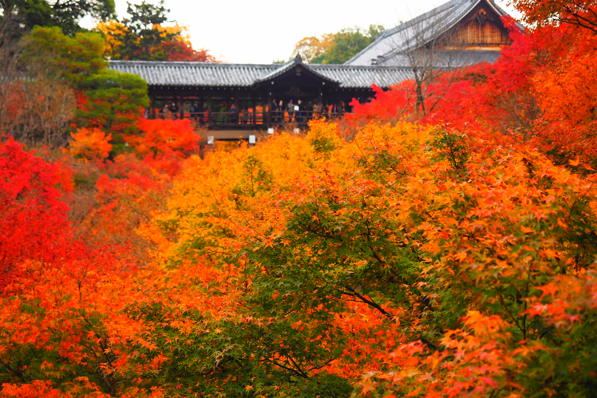 投稿写真：東福寺通天橋紅葉