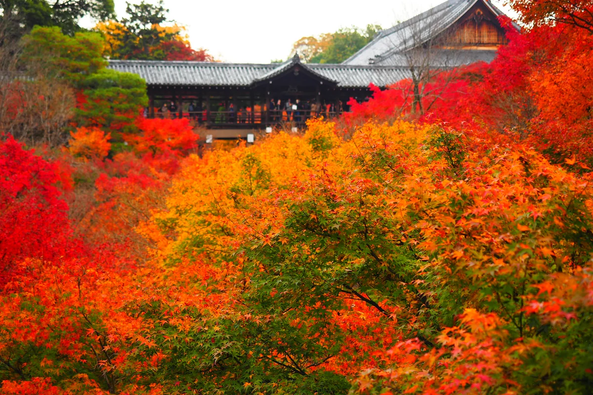 投稿写真：東福寺通天橋紅葉