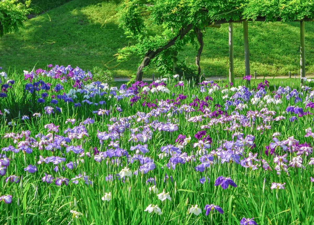 投稿写真：都心のハナショウブ