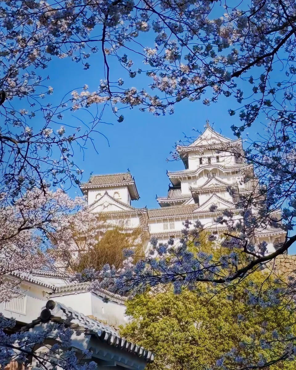 投稿写真：桜の絶景🌸世界遺産 国宝姫路城