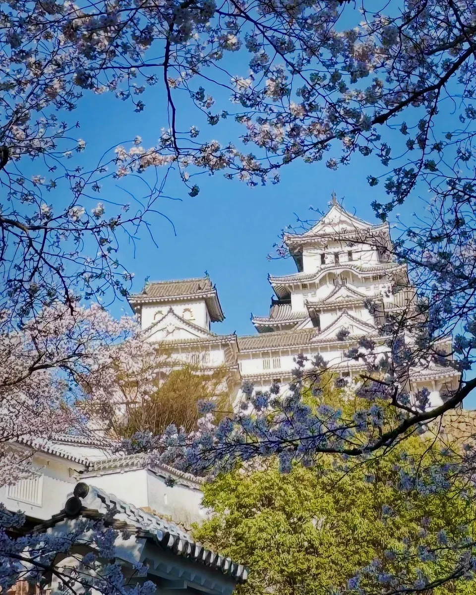 投稿写真：桜の絶景🌸世界遺産 国宝姫路城