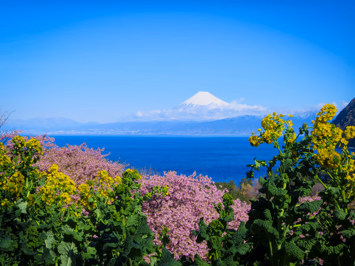 投稿写真：河津桜と化粧直しした富士山