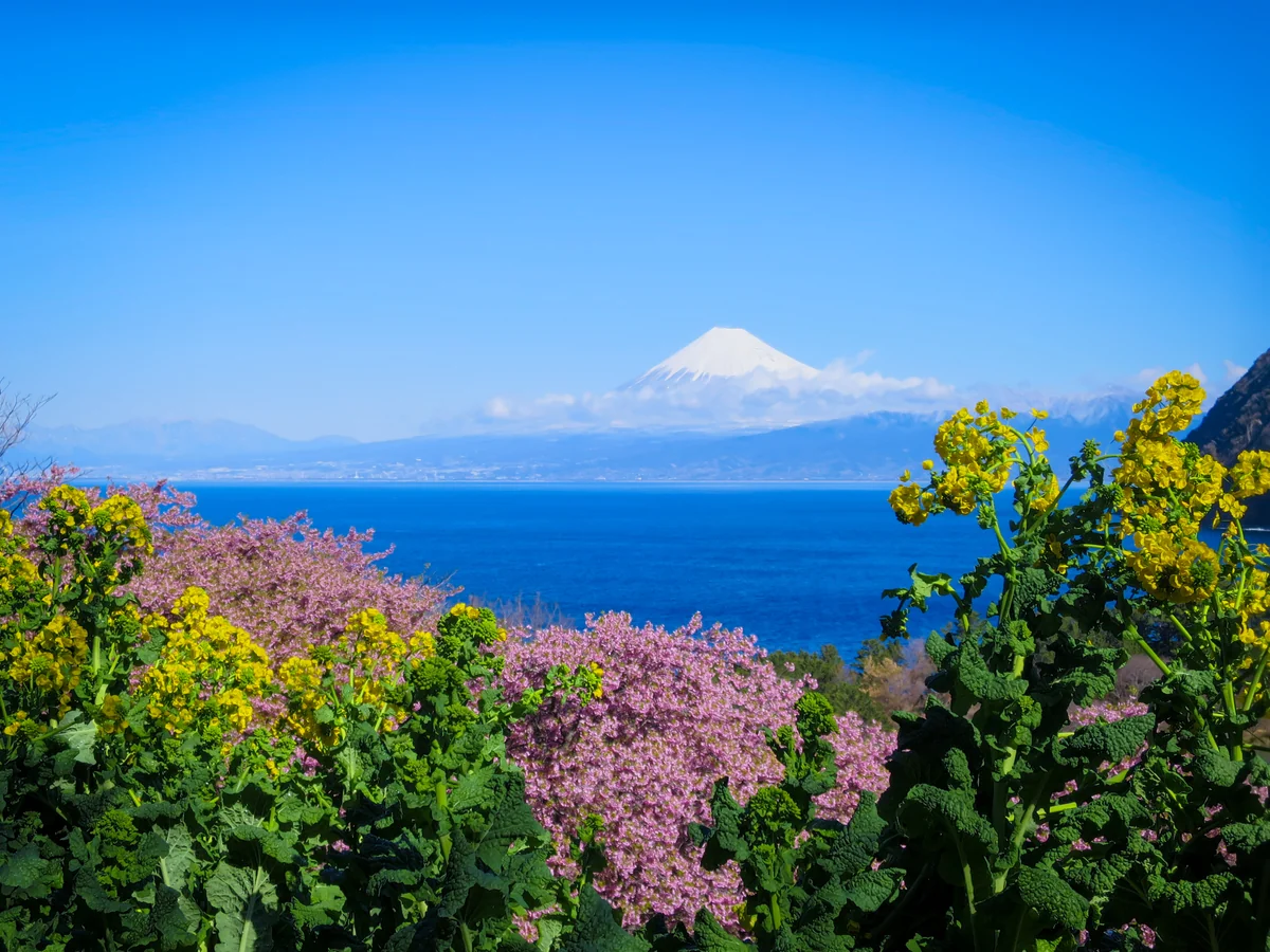 投稿写真：河津桜と化粧直しした富士山