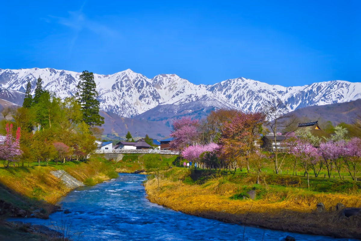 投稿写真：白馬三山と姫川と桜