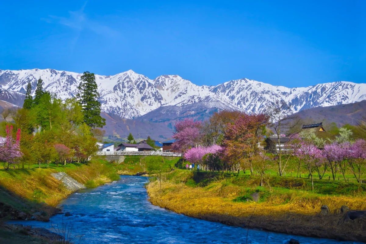 投稿写真：白馬三山と姫川と桜