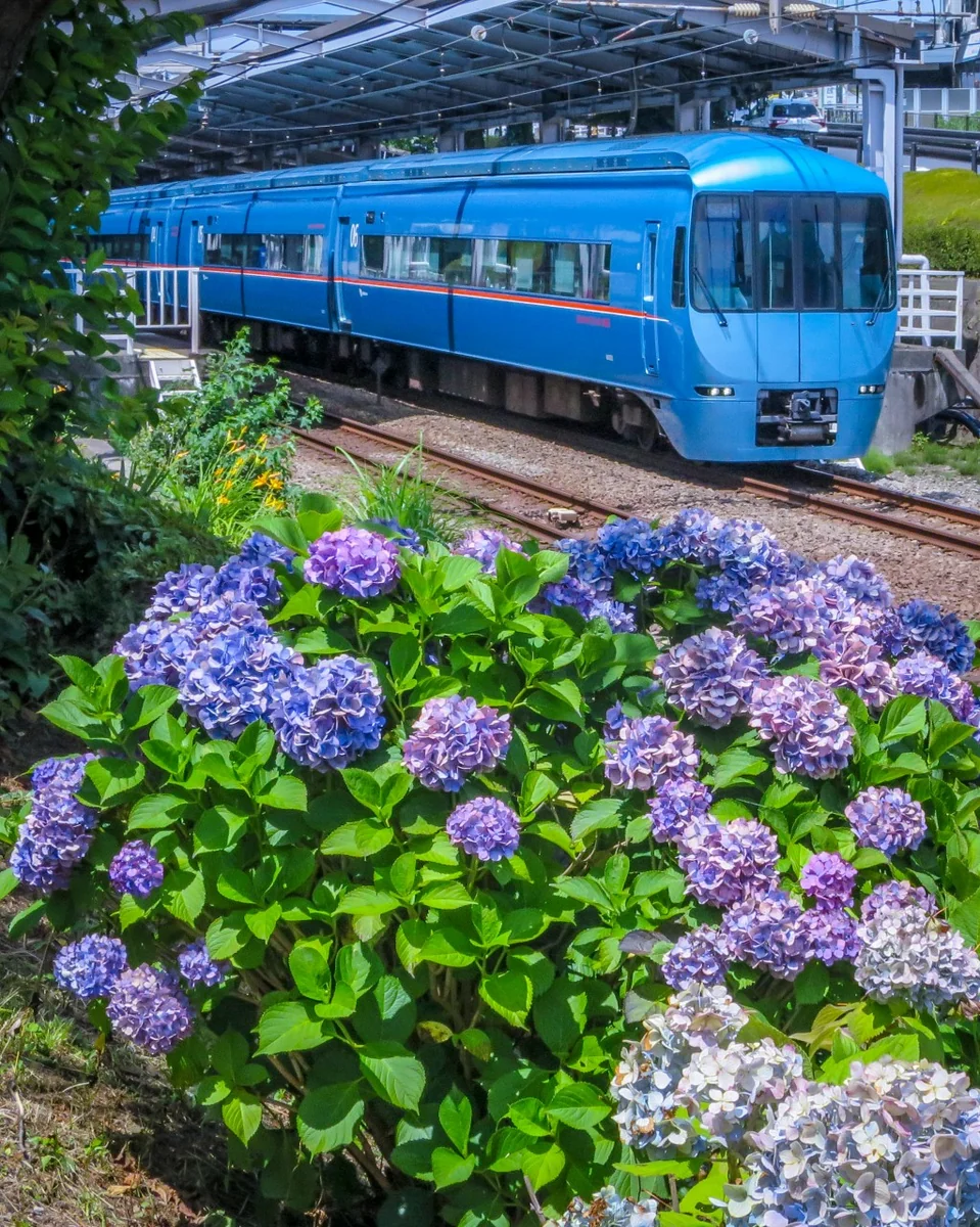 投稿写真：小田急ロマンスカーとあじさい
