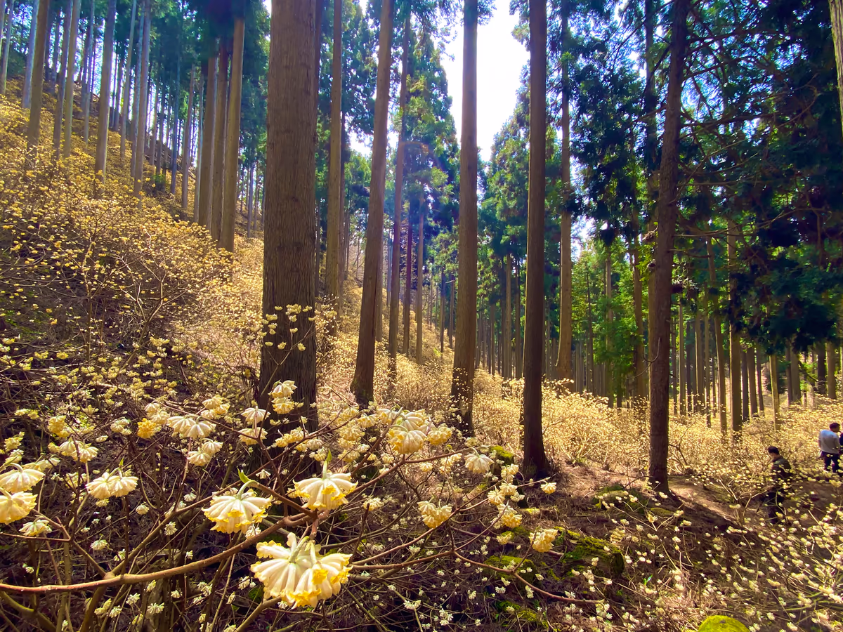 投稿写真：春を告げる見渡す限り黄金色の絶景