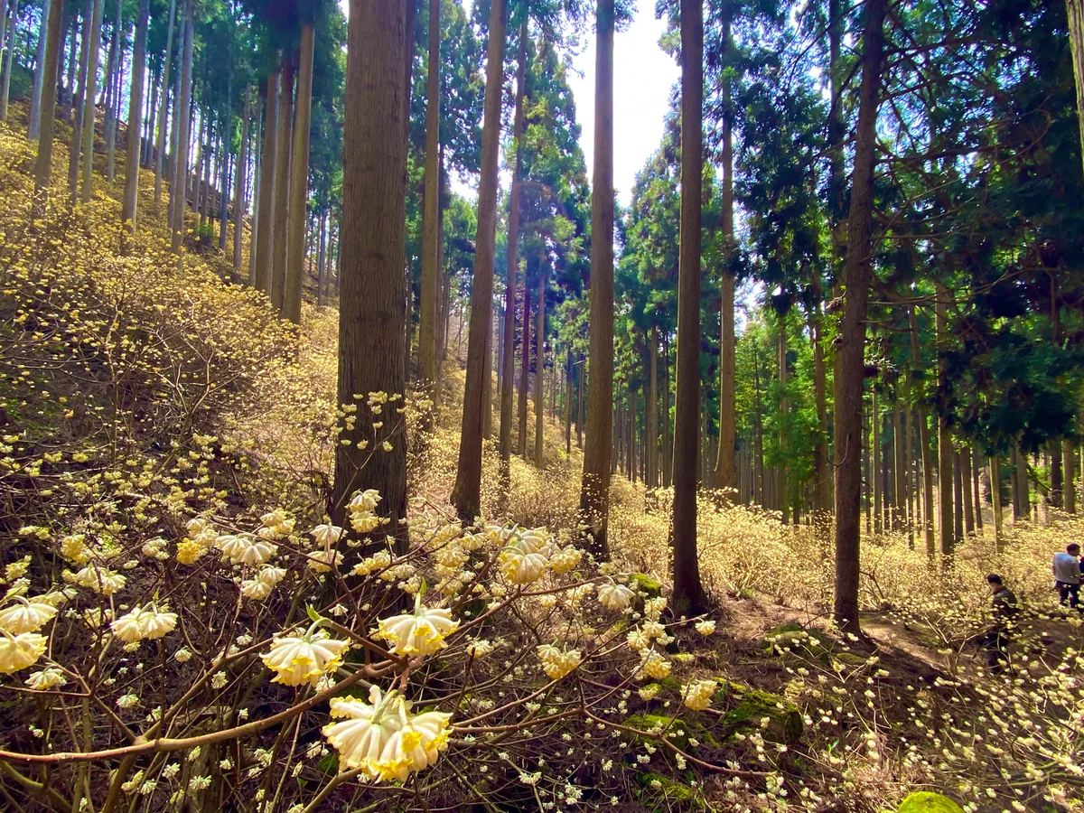 投稿写真：春を告げる見渡す限り黄金色の絶景