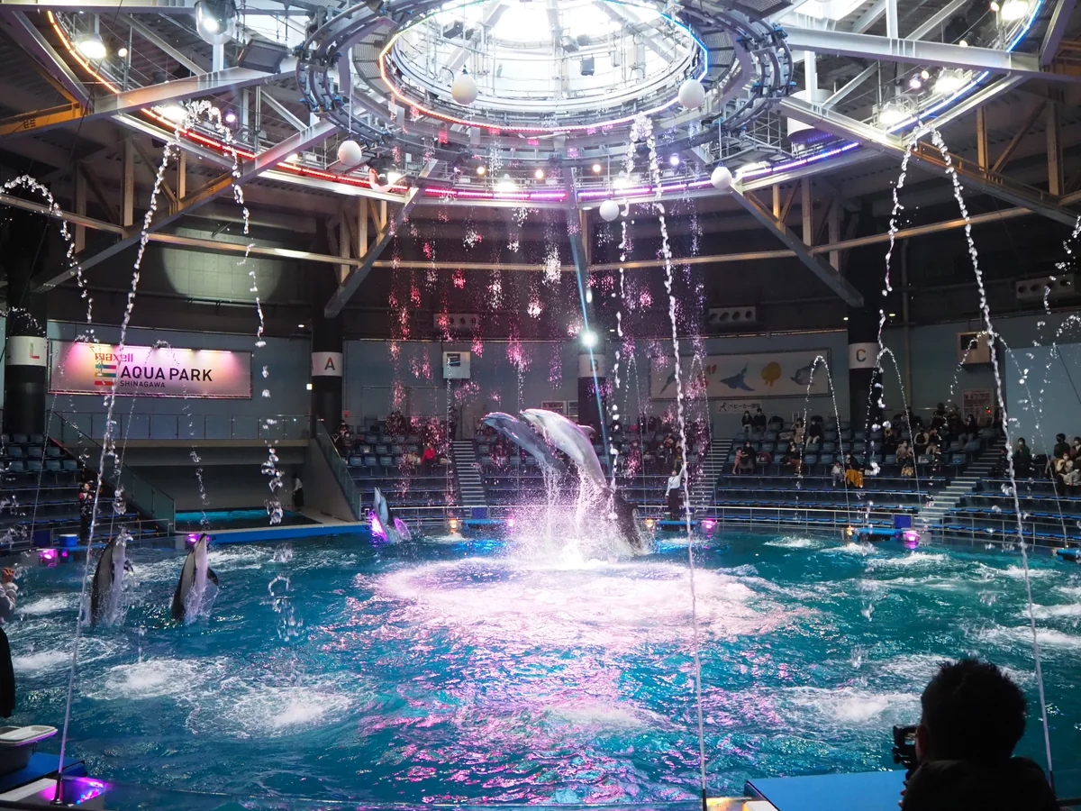 投稿写真：イルカショー