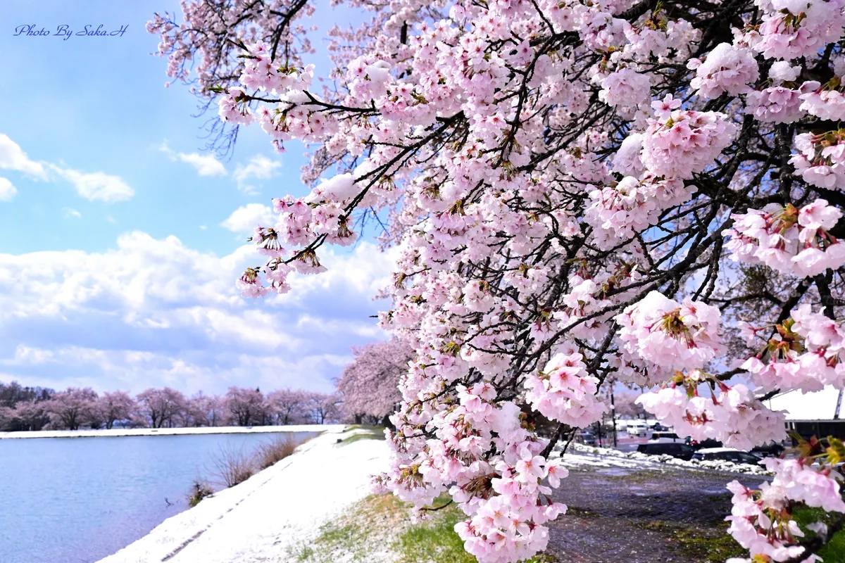 投稿写真：春と冬
