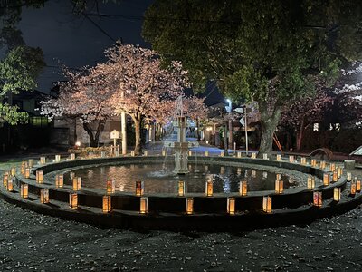 投稿：噴水とサクラ