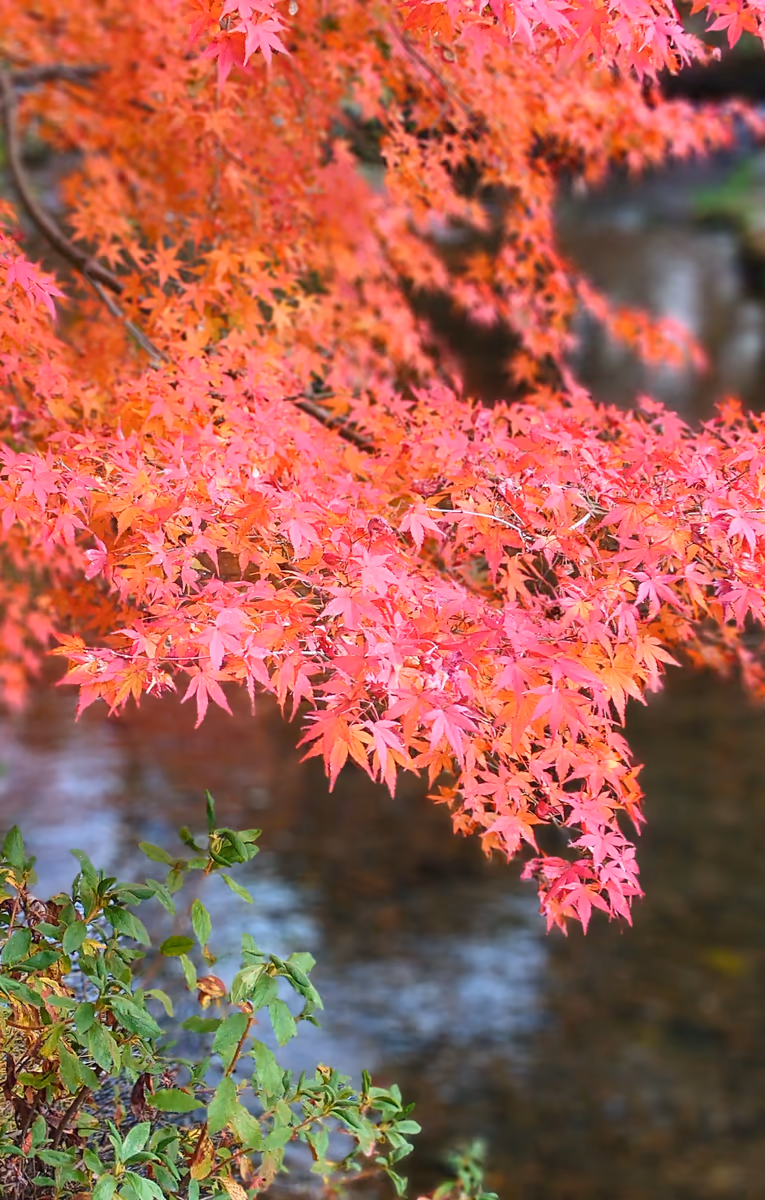 投稿写真：上賀茂神社