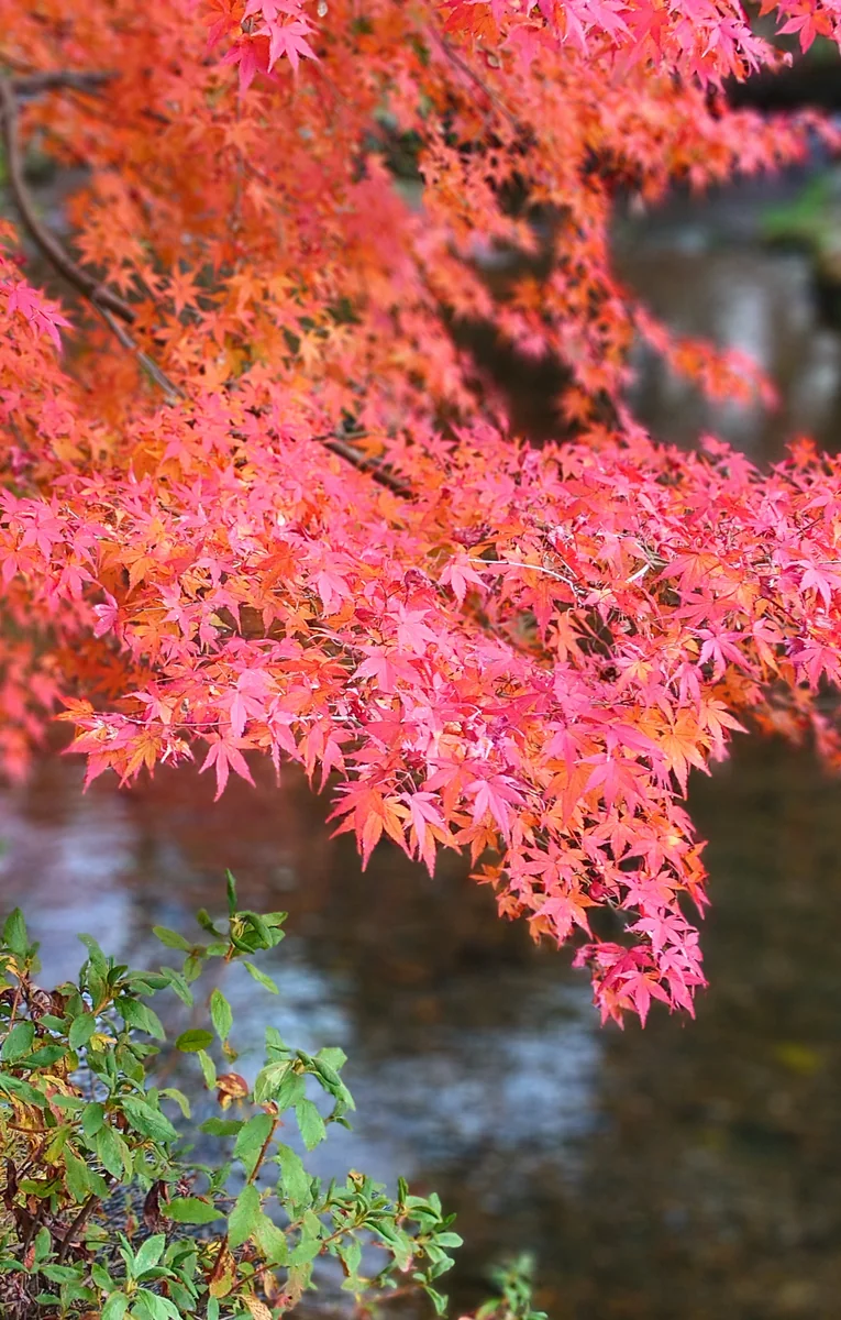 投稿写真：上賀茂神社