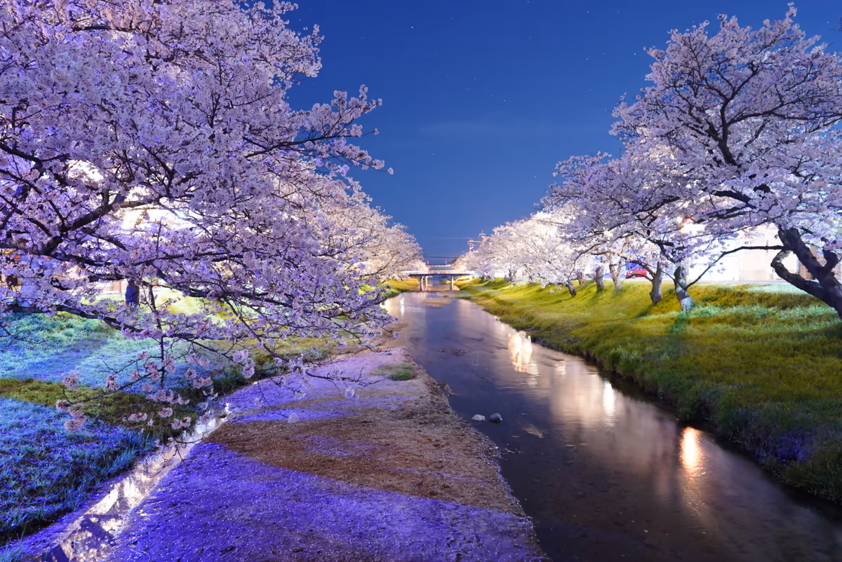 投稿写真：玉湯川の桜　20250407