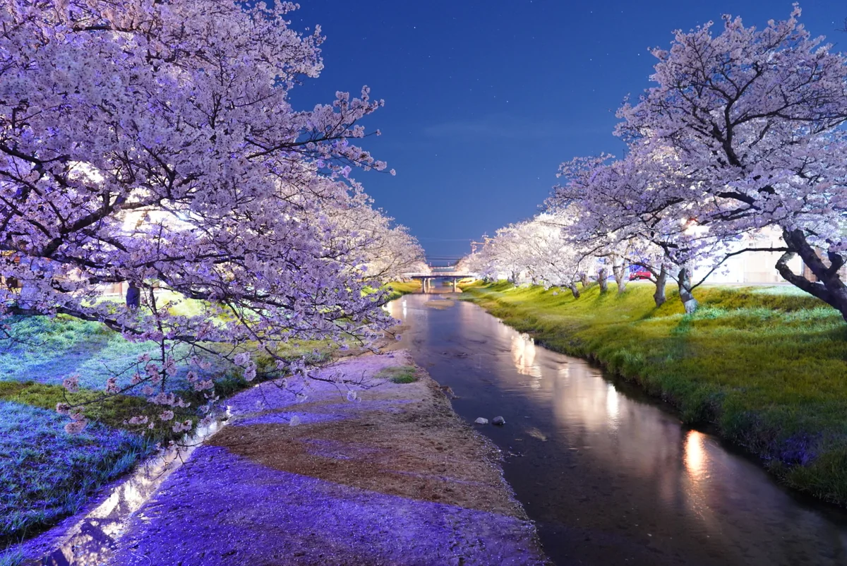 投稿写真：玉湯川の桜　20250407