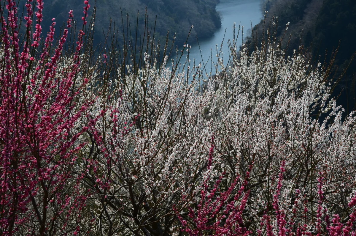 投稿写真：ひねもすのたり春日向