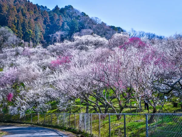投稿：満開の紅白の梅林①