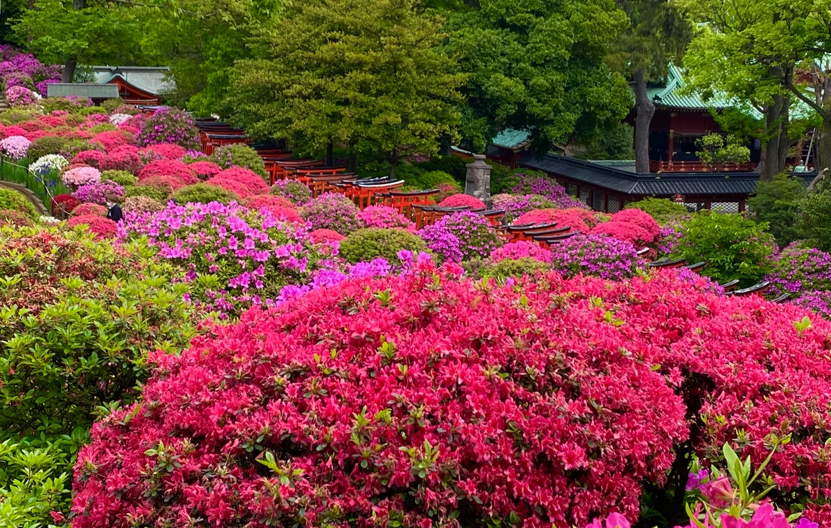 投稿写真：ツツジ 満開