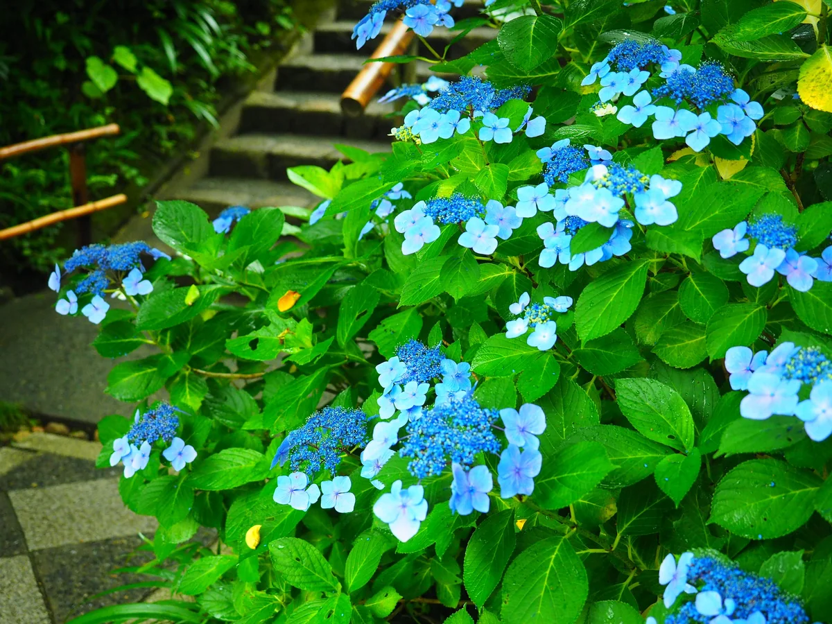 投稿写真：鎌倉　明月院　紫陽花