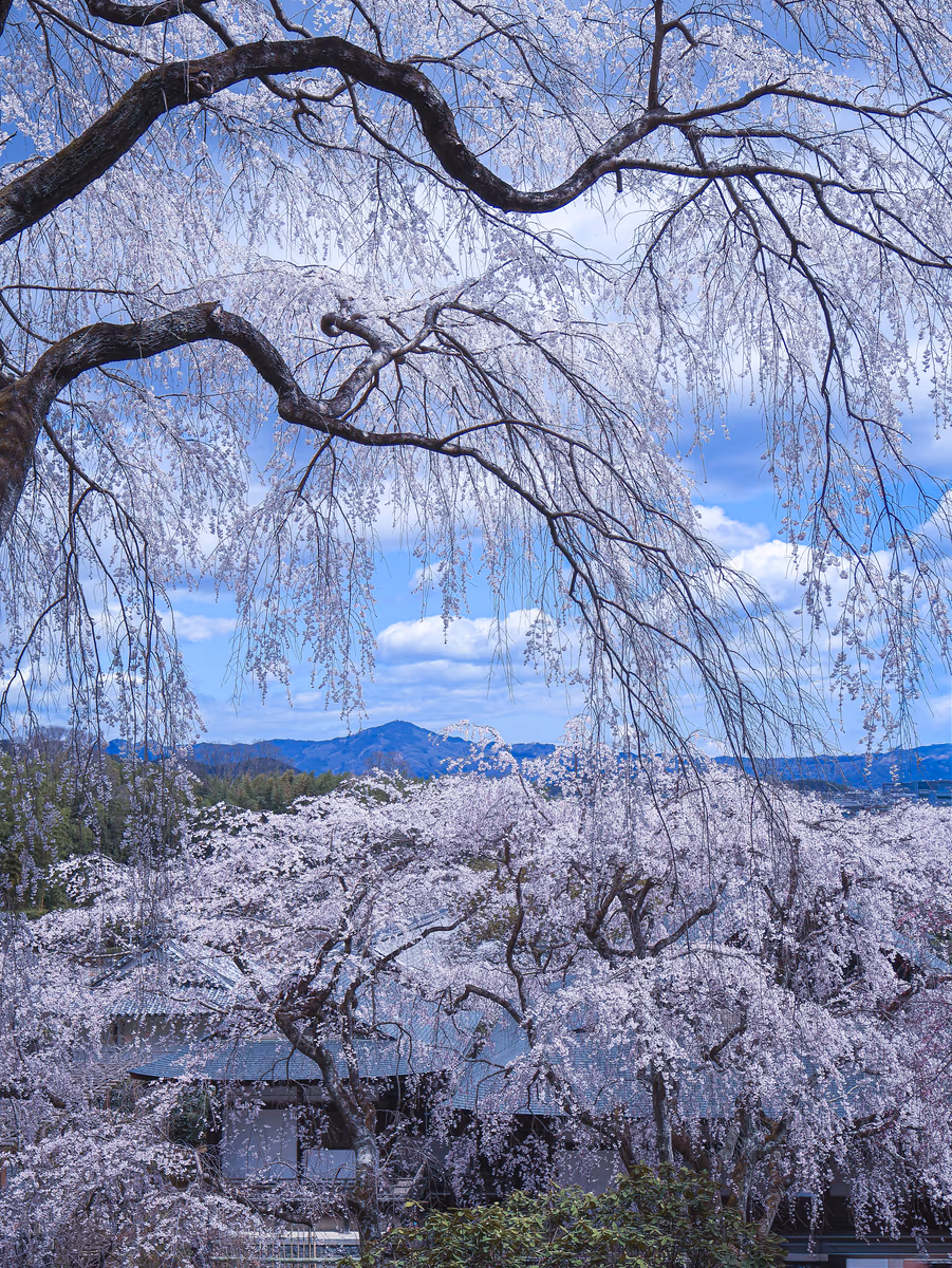 投稿写真：満開の桜越しに比叡山を望む春の絶景