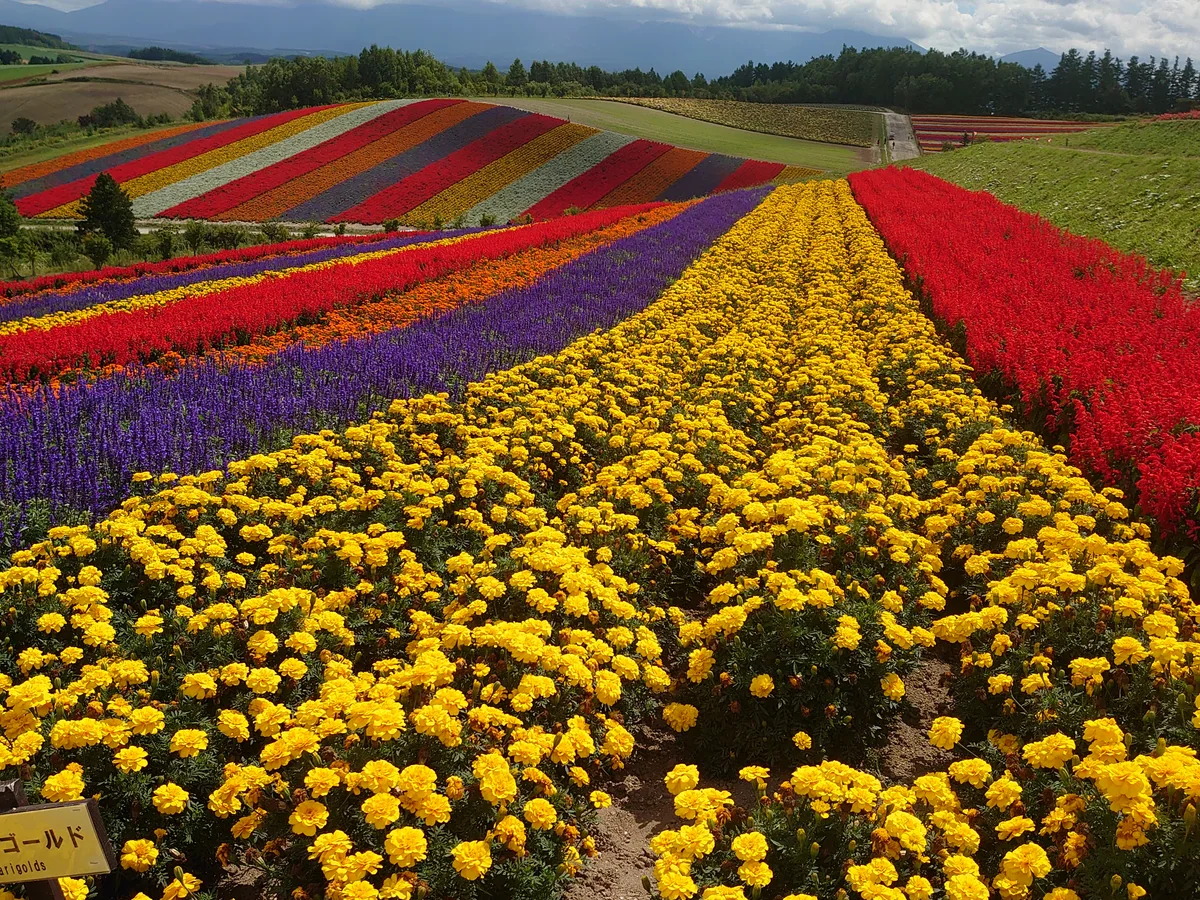 投稿写真：美瑛 四季彩の丘