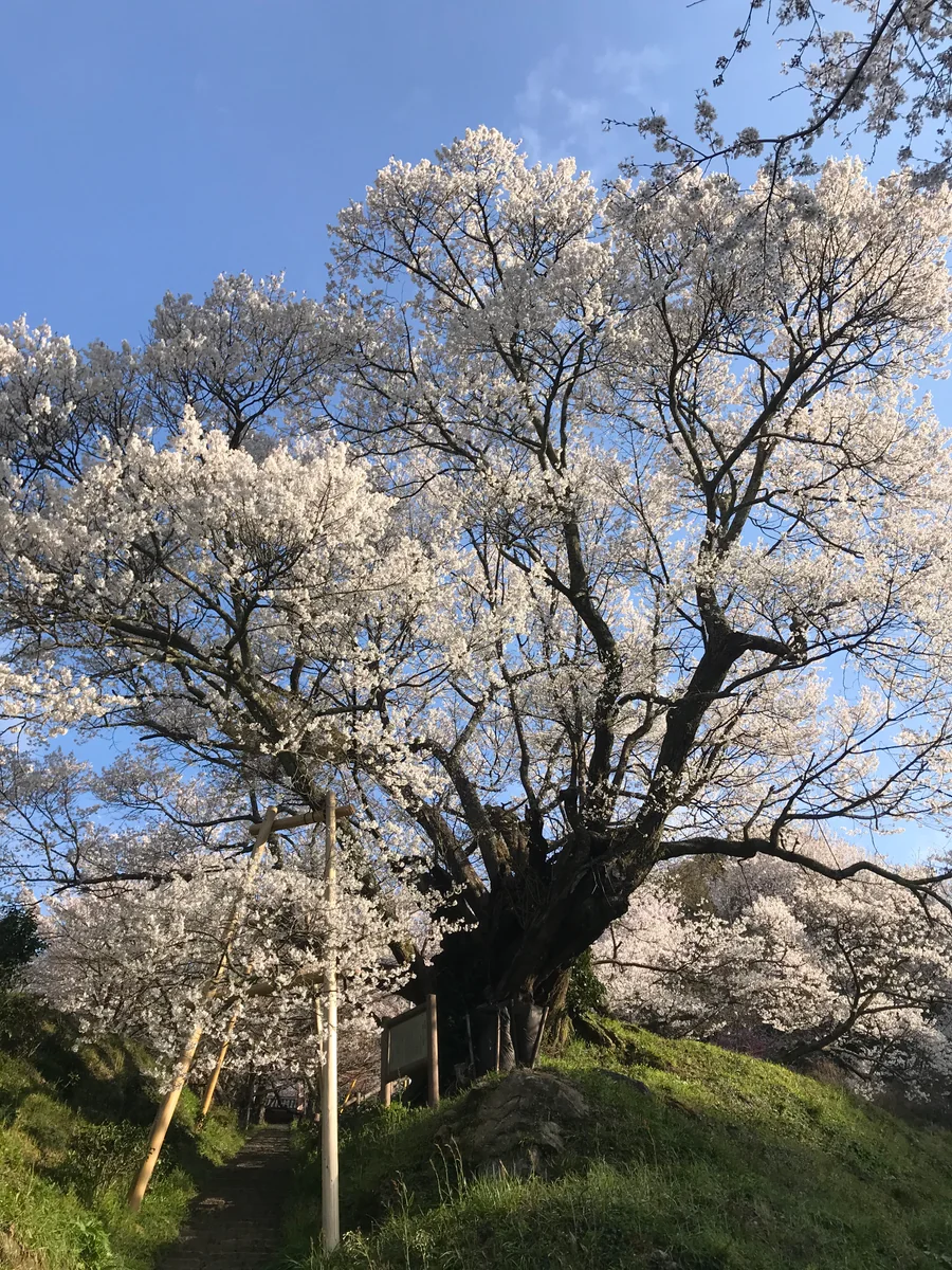 投稿写真：千年桜