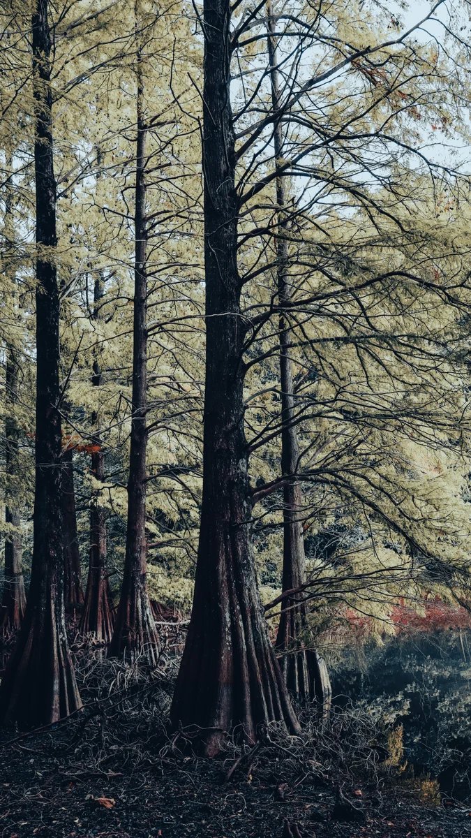 投稿写真：【日本のマングローブ】