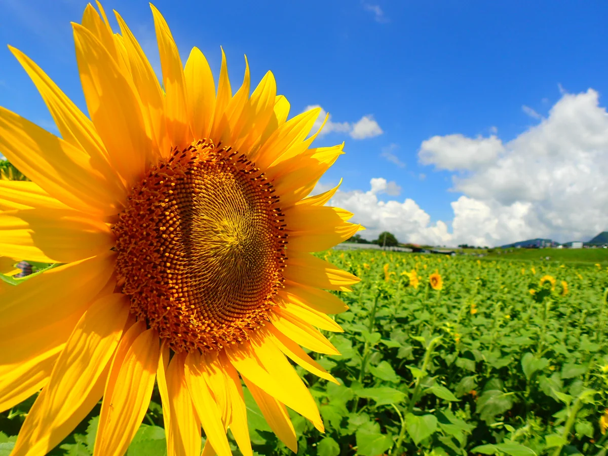 Nさんの投稿写真