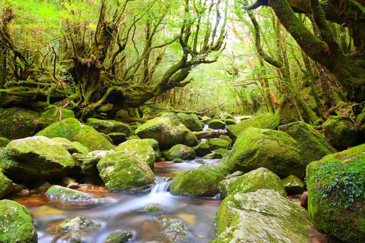投稿写真：白谷雲水峡