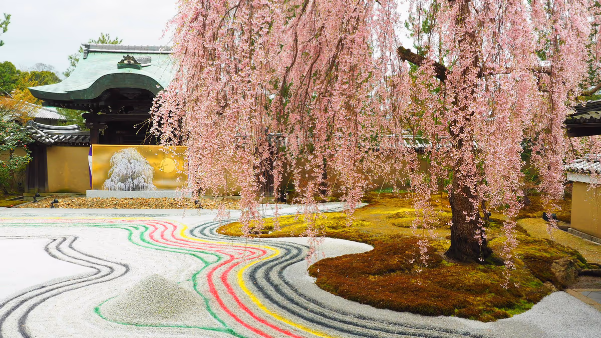 投稿写真：高台寺しだれ桜