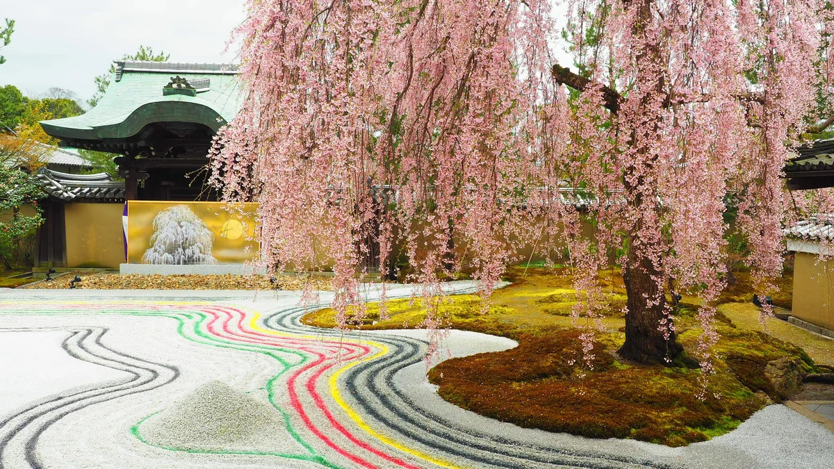 投稿写真：高台寺しだれ桜