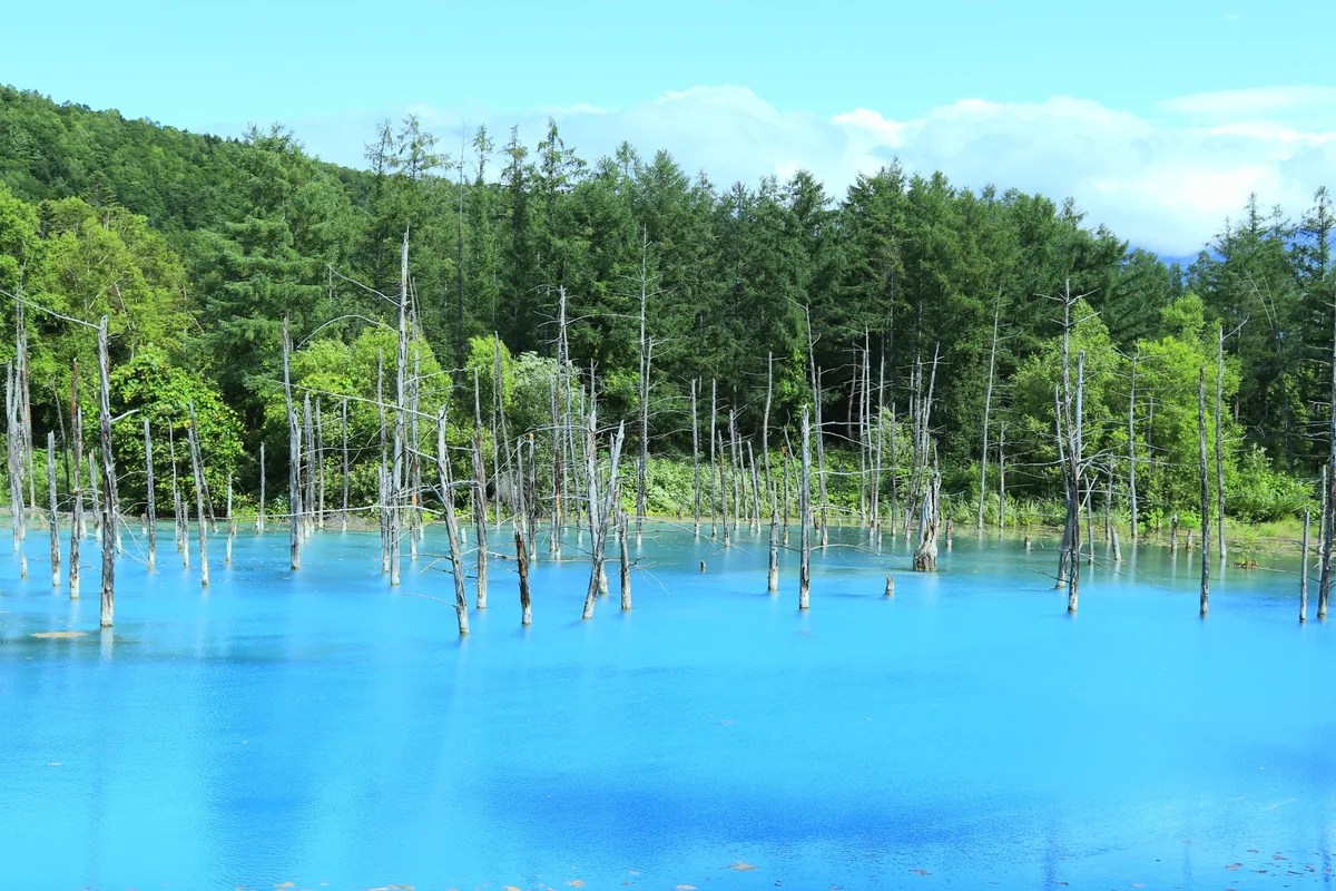 投稿写真：青い池の夏