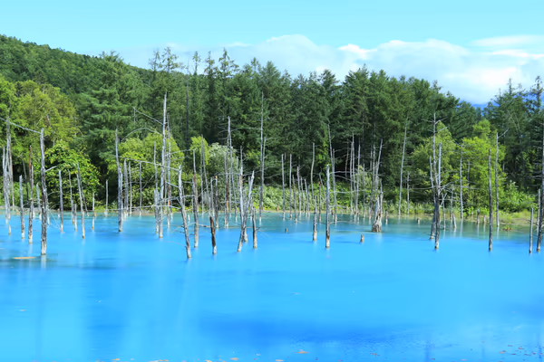 投稿：青い池の夏