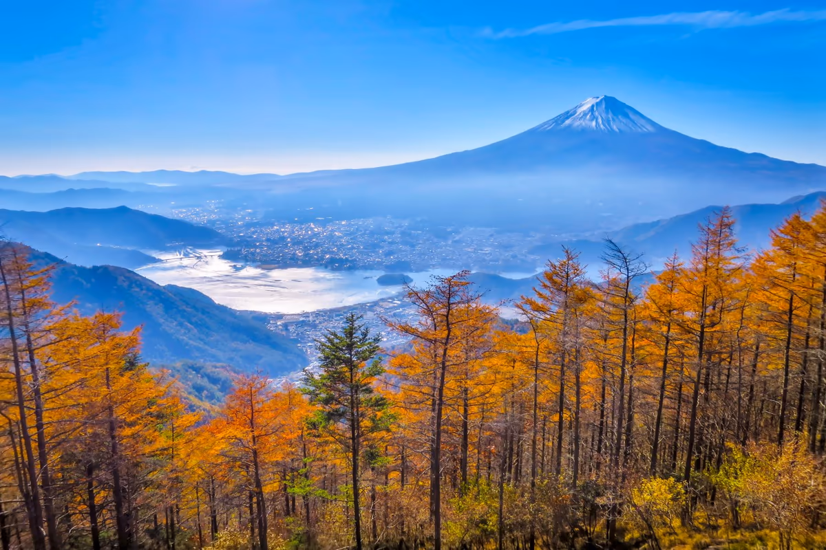 投稿写真：カラマツの黄葉と富士山