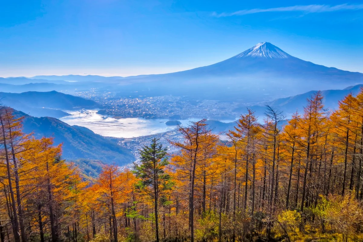 投稿写真：カラマツの黄葉と富士山