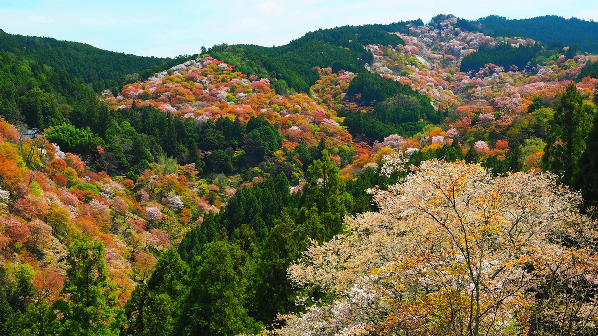 投稿写真：一目千本