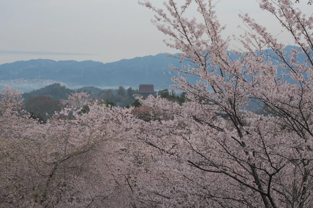 投稿写真：吉野上千本桜と蔵王堂