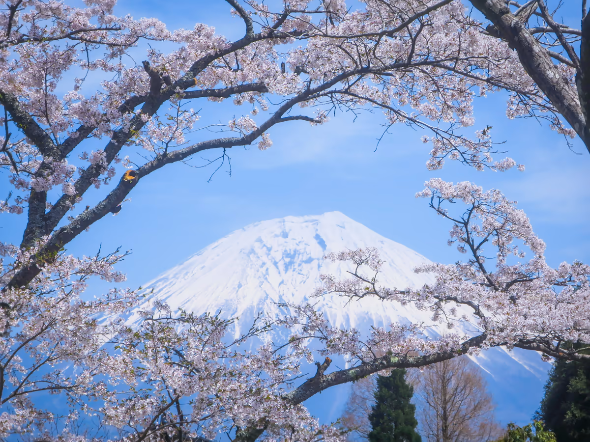 投稿写真：桜と富士山