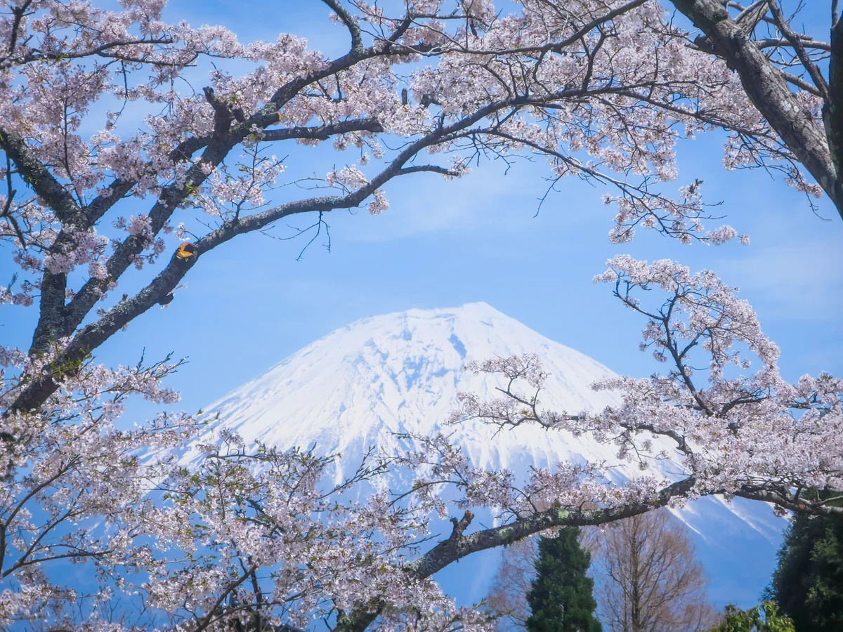 投稿写真：桜と富士山