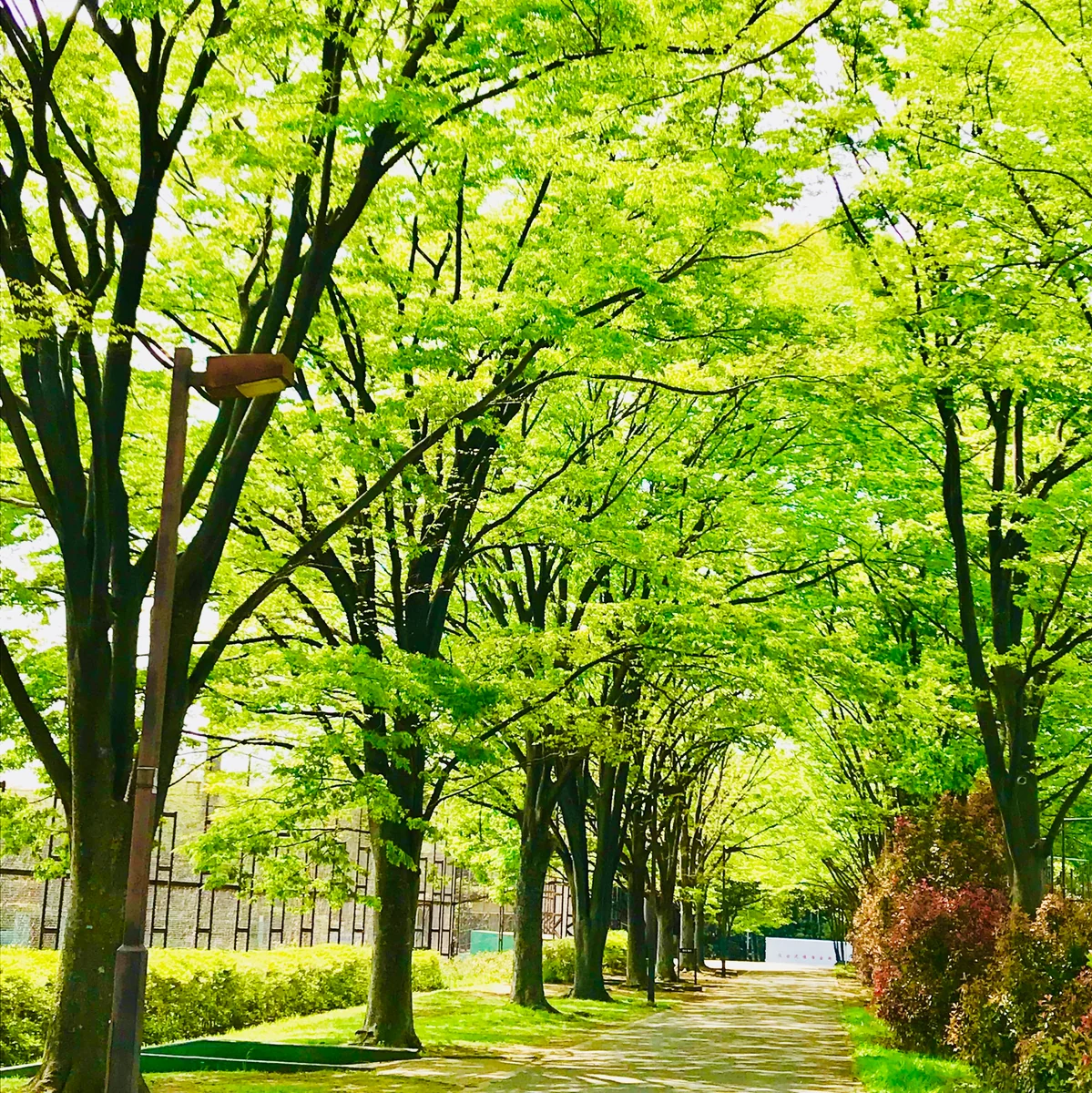 投稿写真：新緑に抱かれて