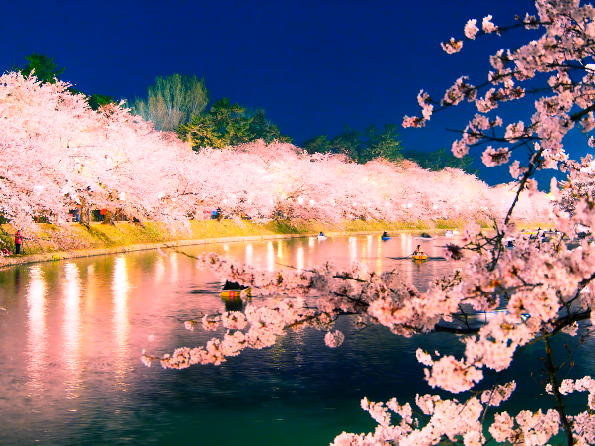 投稿写真：弘前の夜桜