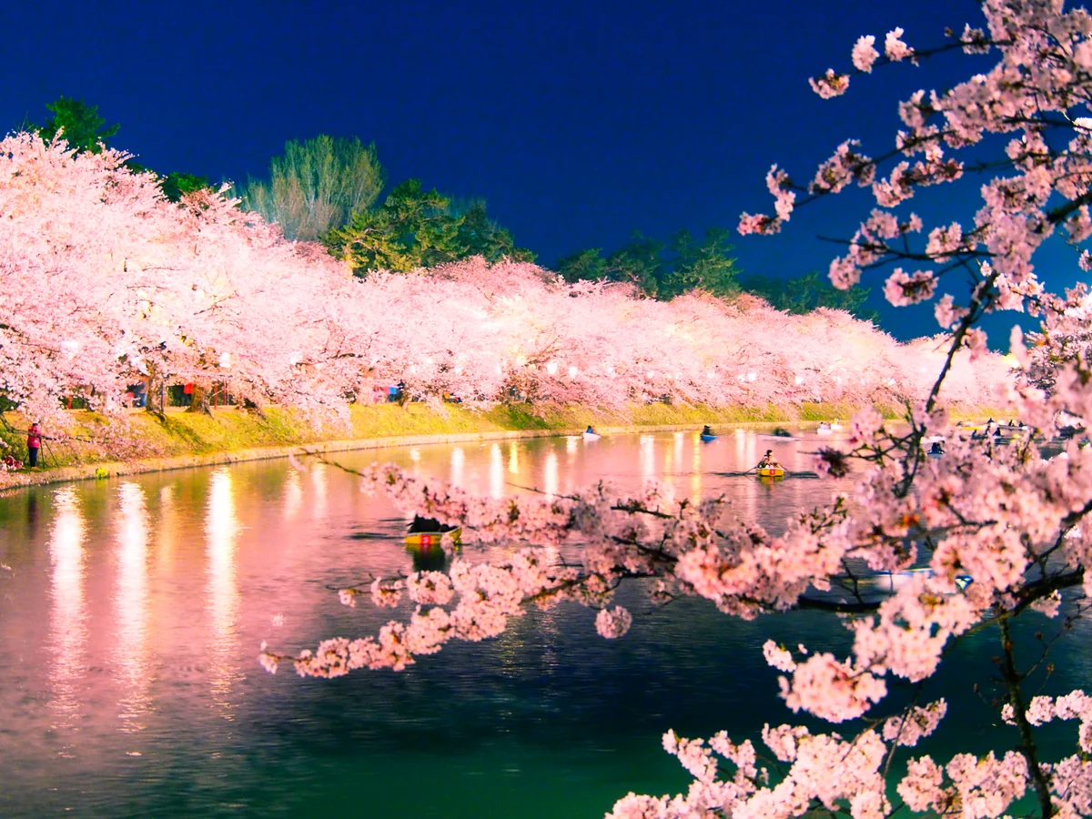 投稿写真：弘前の夜桜