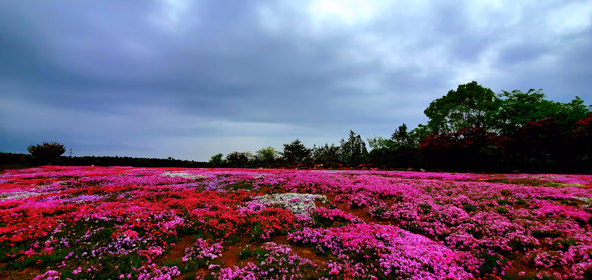 投稿写真：一面の芝桜