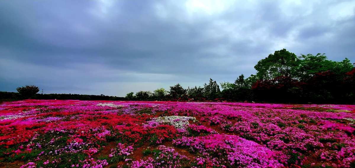 投稿写真：一面の芝桜