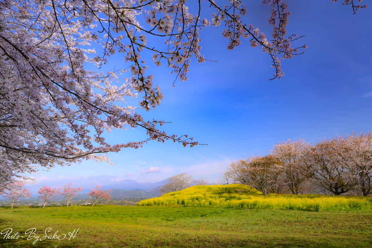 投稿写真：岡城の春
