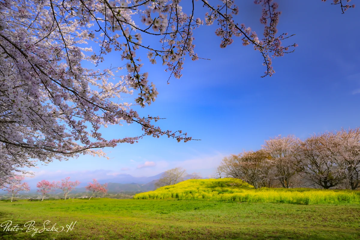 投稿写真：岡城の春