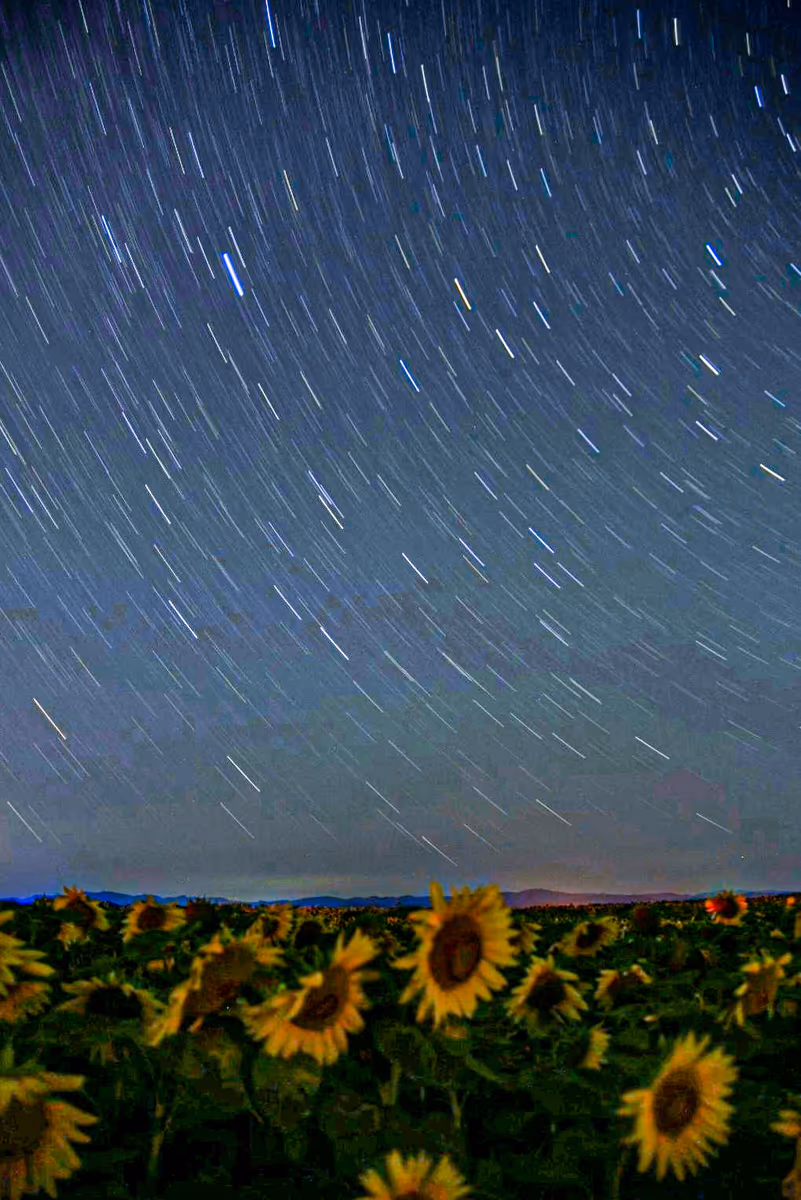 投稿写真：星のシャワーを浴びるヒマワリ