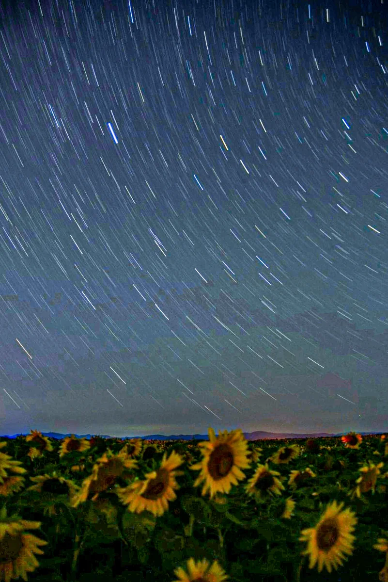 投稿写真：星のシャワーを浴びるヒマワリ
