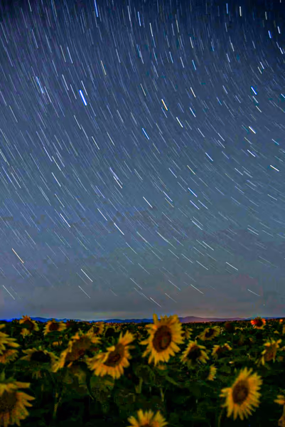 投稿：星のシャワーを浴びるヒマワリ